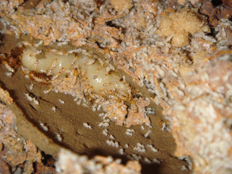 灭白蚁公司 白蚁防治公司 白蚁防治中心