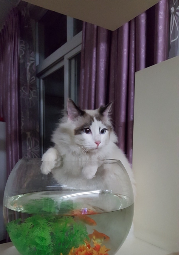 家养可爱布偶猫新鲜出炉啦