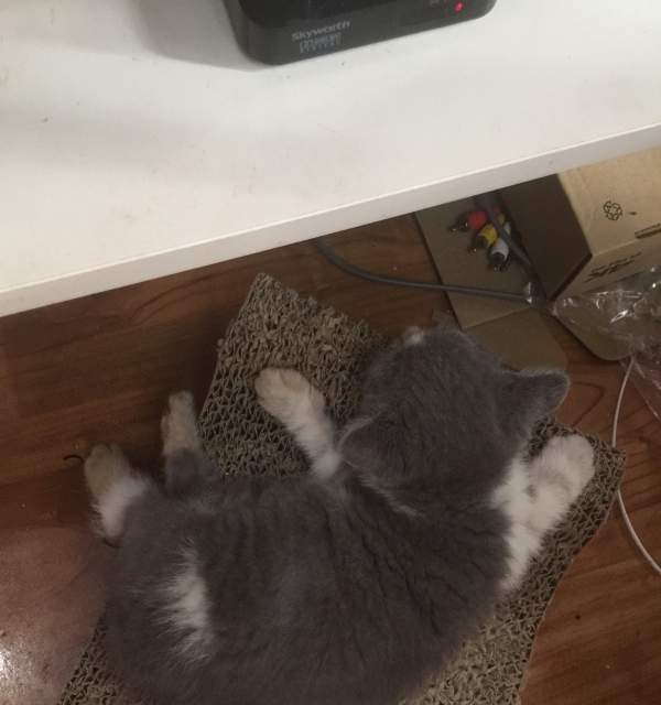 家养英短求靠谱铲屎官