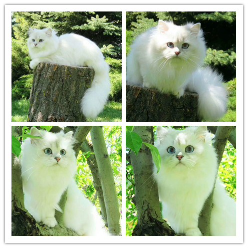 哪里有出售精品宠物金吉拉包纯种健康送货上门