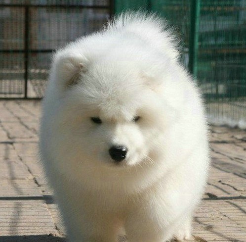 出售纯种善良忠诚带有天使般甜美微笑的精品萨摩宝宝